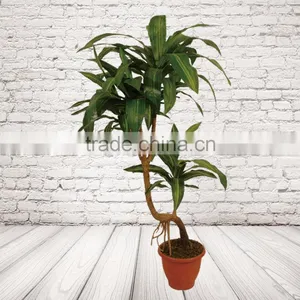 Home Decorative Artificial Bonsai Tree For Sale thumbnail-1