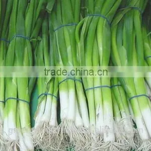Spring Onion thumbnail-1