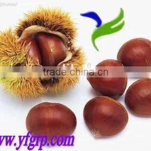 New Crop Organic Fresh Bulk Chestnuts Wholesale thumbnail-3