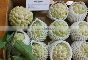 Custard Apple Fruit From Viet Nam thumbnail-3