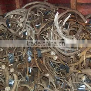 Red Deer Antlers and Horns thumbnail-1