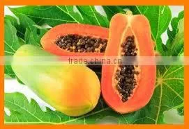 PAPAYA FRUIT POWDER FOR AYURVEDIC REMEDY thumbnail-4