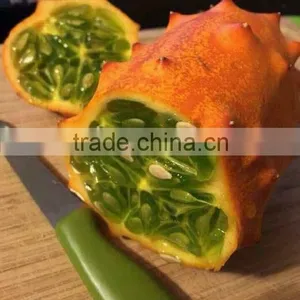 Hedged Gourd Melano Kewana Cucumis Metuliferus Seeds thumbnail-5