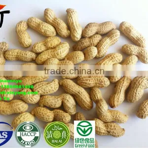 High Quality Roasted Peanut in Shell thumbnail-6