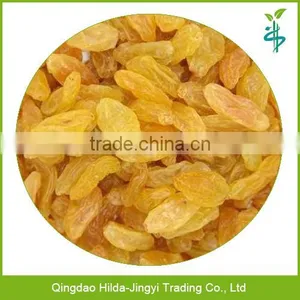Chinese Yellow Raisins Golden Raisins thumbnail-1