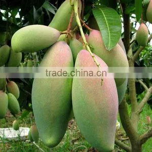 Mango Tree Seedling Mangifera Indica Tree Seedlings thumbnail-3