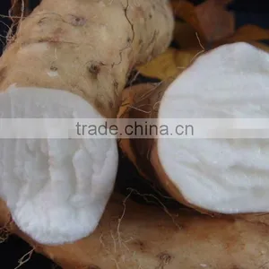 2014 100% Chinese Yam Extract Powder With Best Price thumbnail-1