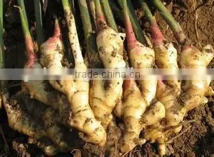 Supply Air-Dried Ginger for the UK &Spain thumbnail-1