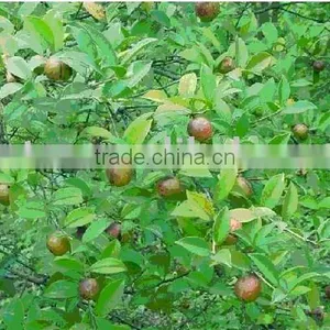 Organic Refined Camellia Oil thumbnail-5