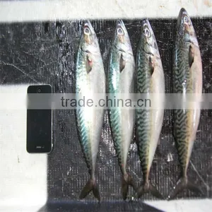 Frozenseafood Good Sea Food thumbnail-1