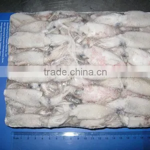 Hot Sale Whole Round Frozen Baby Squid thumbnail-3