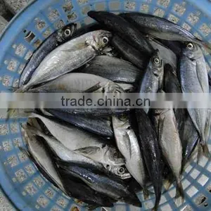 Frozen Horse Mackerel Price thumbnail-1