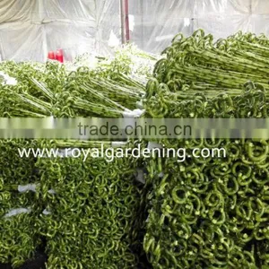 Spiral Lucky Bamboo High 40cm,45cm,50cm,60cm,70cm,80cm,90cm,1m thumbnail-1