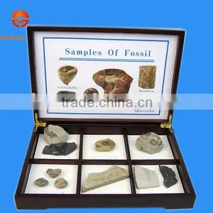 Samples of Fossil Specimen thumbnail-2