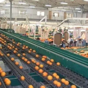 Fruit Juice Processing Plant/ Orange Juice Concentrate Fruit Production Line thumbnail-3