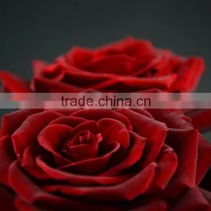 Factory New Coming Natural Black Magic Rose thumbnail-5
