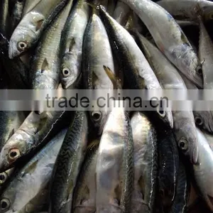 Frozen Good Quality Pacific Mackerel Fish Sea Frozen thumbnail-1