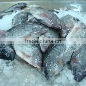 FROZEN WHOLE ROUND TILAPIA thumbnail-1