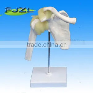 Small Size Human Skeleton High Quality Medical Shoulder Model thumbnail-1