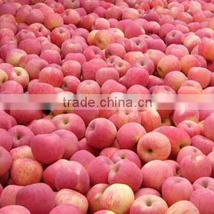 Yantai Red Fuji Apple thumbnail-1
