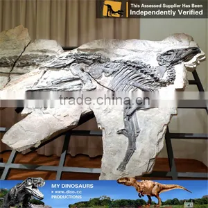 MY Dino-C091 Simulation Dinosaur Fossils Specimen Replica thumbnail-2