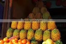 PINEAPPLES FRUIT thumbnail-2