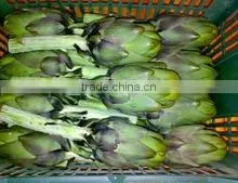 Fresh & Cheaper Artichoke thumbnail-1