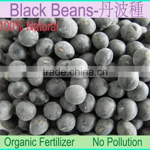 Black Soybeans With Yellow Kernel thumbnail-1