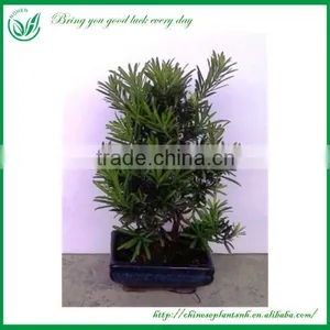 Natural Plants Foliage Plants thumbnail-1
