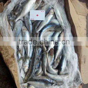 Frozen Sardine (sardinella Longiceps) ,New Arrivals thumbnail-4