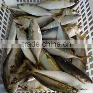 Canned Salmon Price Indian Mackerel thumbnail-2