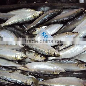 Frozen Sardine for Canned thumbnail-2