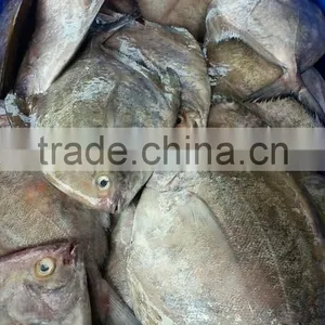 BLACK POMFRET/Parastromateus Niger/mackerel/ Sardine/ Pangasius/ Swai/ Basa Fish/ Tuna thumbnail-1
