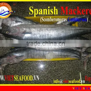 FROZEN SPANISH MACKEREL WHOLE ROUND thumbnail-1