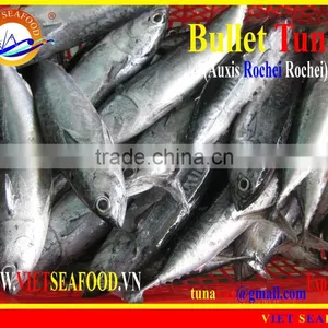 W/R FROZEN BULLET TUNA thumbnail-1