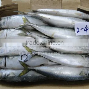 HACCP Frozen Seafood Mackerel Manufacturer thumbnail-2