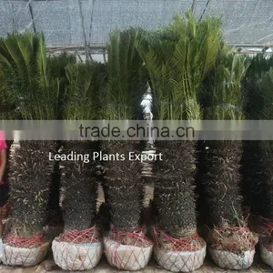 Cycas Revoluta Multi Branches thumbnail-5