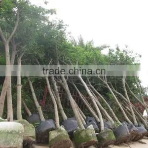 Cassia Glauca (Cassia Surattensis) thumbnail-4