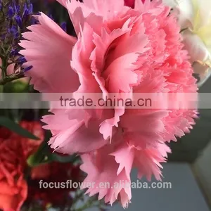 Perennial Flowering Plant Carnation Cut Flower Prices to Workmates thumbnail-1