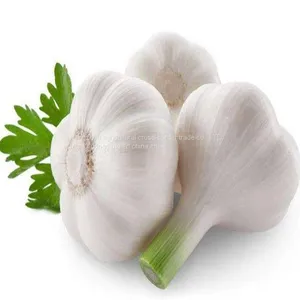 In 2021 China Shandong Fresh Garlic 5 cm thumbnail-1
