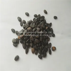 Crimson Hybrid Oval Shape Watermelon Seeds for Planting thumbnail-4