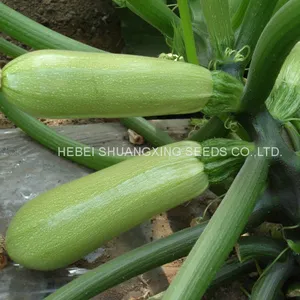 Long Zucchini Hybrid f1 Squash Vegetable Seeds thumbnail-1