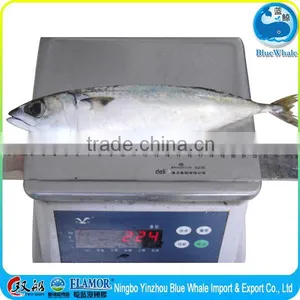 Egypt Scomber Japonicus Frozen Pacific Mackerel 200-300g thumbnail-5