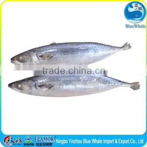100/200g 200/300g 300/500g 400/600g Scomber Japonicus thumbnail-1