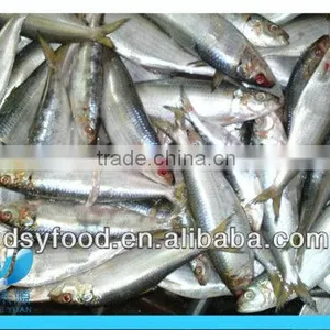 Frozen Fresh Sardine thumbnail-2