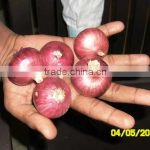 Onion From Nasik,India thumbnail-5