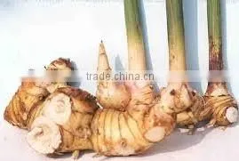 Organic Fresh Galangal Young thumbnail-1