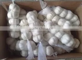 New Crop of Frozen Garlic Crushed With Good Price thumbnail-4