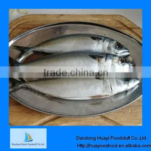 Frozen Mackerel Fish Ice Fishing thumbnail-1