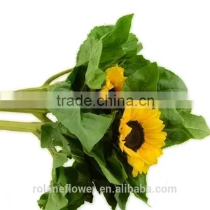 Valentine's Day Decoration Cut Sunflower Flower From Yunna thumbnail-4